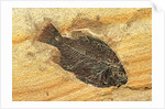 Fish Fossil by Anonymous