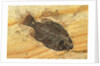 Fish Fossil by Anonymous