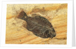 Fish Fossil by Anonymous