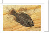Fish Fossil by Anonymous