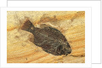 Fish Fossil by Anonymous