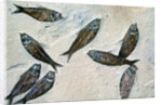 Fish Fossil by Anonymous