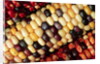 Indian Corn by Anonymous