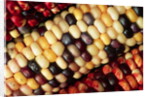 Indian Corn by Anonymous