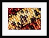 Indian Corn by Anonymous