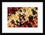 Indian Corn by Anonymous