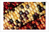 Indian Corn by Anonymous