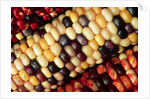 Indian Corn by Anonymous