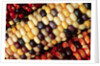 Indian Corn by Anonymous