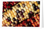Indian Corn by Anonymous