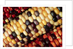 Indian Corn by Anonymous