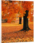 Maple Trees in Autumn by Anonymous