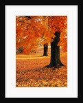 Maple Trees in Autumn by Anonymous