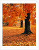 Maple Trees in Autumn by Anonymous