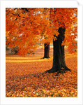 Maple Trees in Autumn by Anonymous