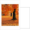 Maple Trees in Autumn by Anonymous