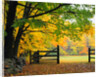 Fall Foliage Surrounds an Open Gate by Anonymous