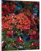 Poinciana Tree in Bloom by Anonymous