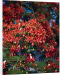 Poinciana Tree in Bloom by Anonymous