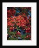 Poinciana Tree in Bloom by Anonymous
