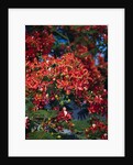 Poinciana Tree in Bloom by Anonymous