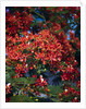 Poinciana Tree in Bloom by Anonymous