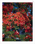 Poinciana Tree in Bloom by Anonymous