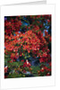 Poinciana Tree in Bloom by Anonymous