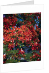 Poinciana Tree in Bloom by Anonymous