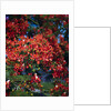Poinciana Tree in Bloom by Anonymous