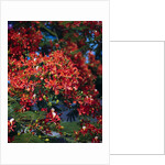 Poinciana Tree in Bloom by Anonymous