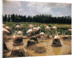 Pink Flamingos Gathering by Their Nests by Anonymous