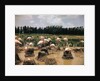 Pink Flamingos Gathering by Their Nests by Anonymous