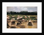 Pink Flamingos Gathering by Their Nests by Anonymous