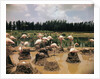 Pink Flamingos Gathering by Their Nests by Anonymous