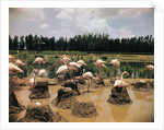Pink Flamingos Gathering by Their Nests by Anonymous