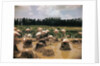 Pink Flamingos Gathering by Their Nests by Anonymous