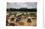 Pink Flamingos Gathering by Their Nests by Anonymous