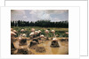 Pink Flamingos Gathering by Their Nests by Anonymous