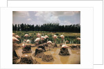 Pink Flamingos Gathering by Their Nests by Anonymous