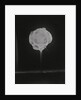 High Speed Camera Capturing Explosion by Anonymous