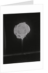 High Speed Camera Capturing Explosion by Anonymous