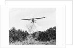 Airplane Dropping Cloud of Mosquito Insecticide by Anonymous