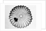 View of a Scottish Paratrooper by Anonymous