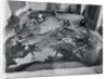 View of Restoration of Painting, Apotheosis of a Venetian Nobleman by Anonymous