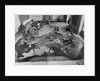 View of Restoration of Painting, Apotheosis of a Venetian Nobleman by Anonymous