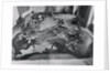 View of Restoration of Painting, Apotheosis of a Venetian Nobleman by Anonymous