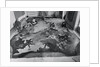 View of Restoration of Painting, Apotheosis of a Venetian Nobleman by Anonymous