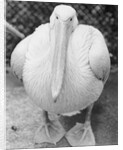 View of Pelican by Anonymous