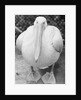 View of Pelican by Anonymous